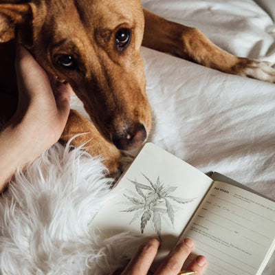 Goldleaf: The Pet CBD Jotter Journal