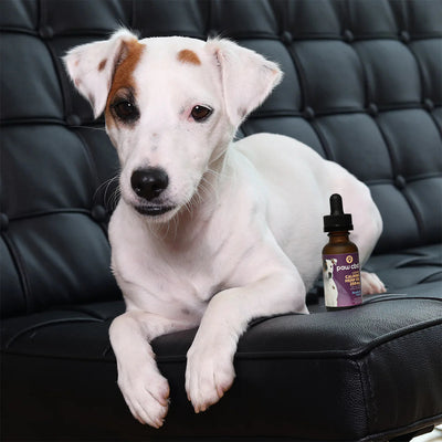 Paw CBD Calming Dog Tincture Blueberry w Melatonin - 250MG - Headshop.com