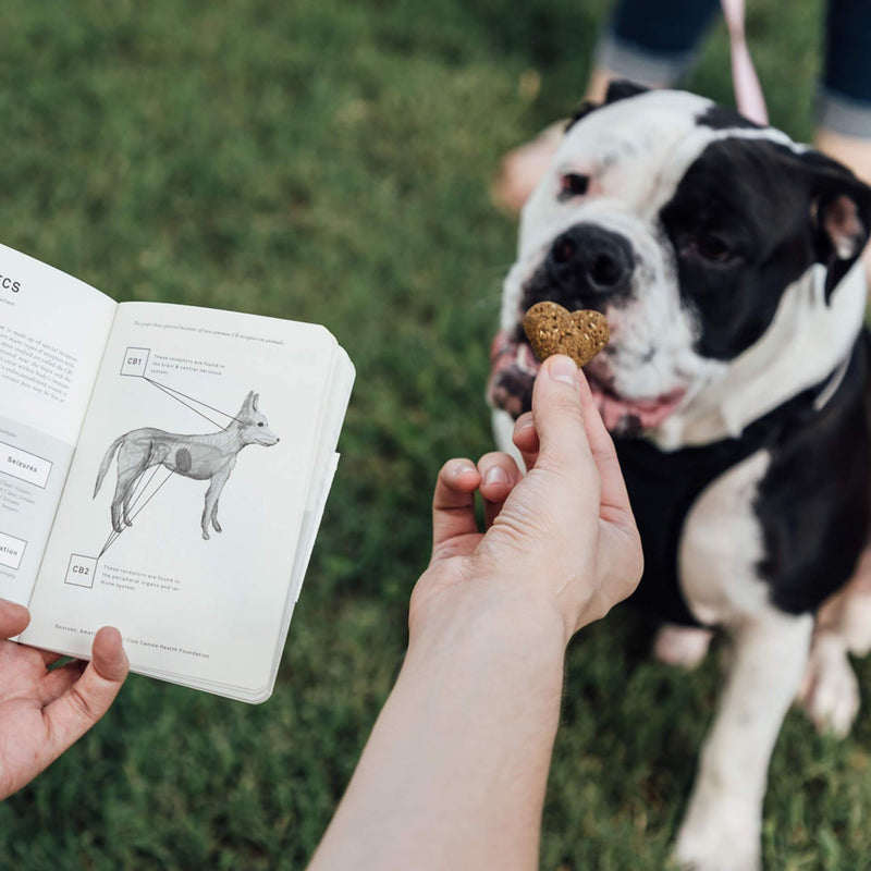 Goldleaf: The Pet CBD Jotter Journal